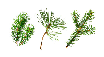 Set of coniferous twigs isolated on white or transparent background