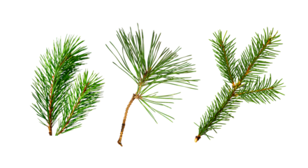 Set of coniferous twigs isolated on white or transparent background