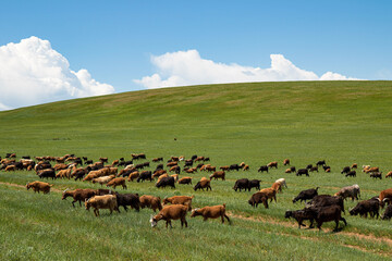 Herd in Mongolia 