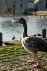Ente am beobachten