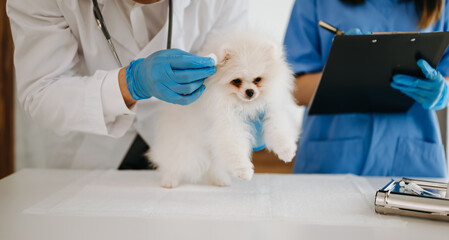 Two doctors are examining him. Veterinary medicine concept. Pomeranian in veterinary clinic.