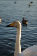 Schwan am beobachten