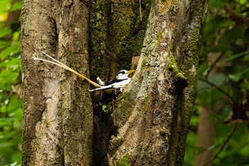 White-tailed tropic bird in Marquesas Island
