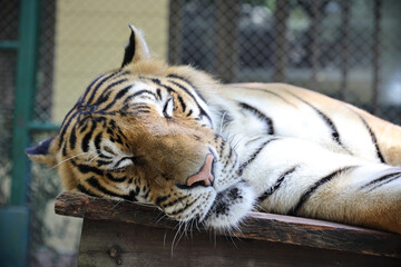 Sumatran tiger in close up
