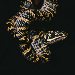 TROPIDOLAEMUS WAGLERI
CROTALE DE WAGLER
CROTALE DU TEMPLE