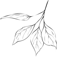 Line Leaves Branch Art