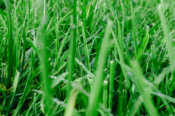 Close up of fresh thick grass with water drops in the early morning. Closeup of lush uncut green grass with drops of dew in soft morning light