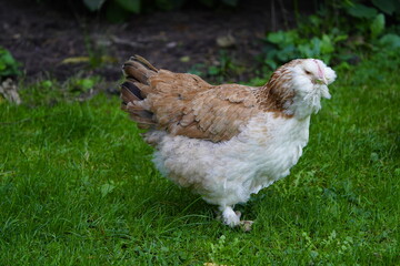 The German salmon chicken is a breed of domestic chicken (Gallus gallus domesticus). Hanover, Germany.