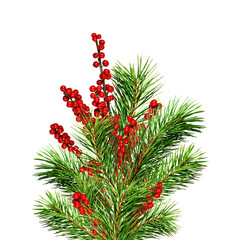 Green Christmas pine twig and red berries of winterberry Holly isolated on white or transparent background