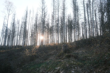 Sonne scheint durch den kahlen Bergwald im Harz