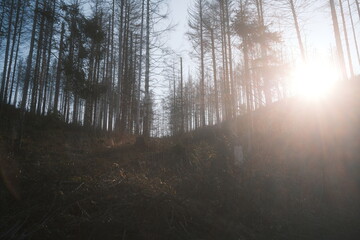 Sonnenaufgang im Bergwald. Harzer Hexenstieg