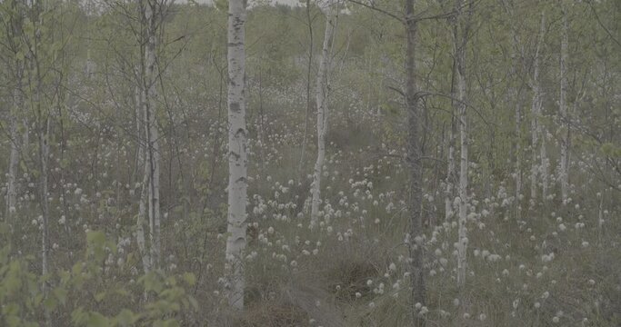 Cotton Grass Summer among birch trees. White Fluffy Flowers Eriophorum Angustifolium Known As Cottongrass, Cotton-grass clog2, clog, c log 2