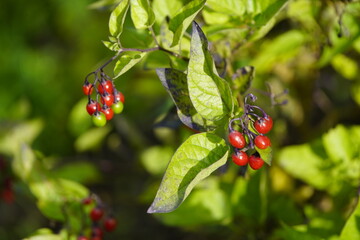 Solanum dulcamara is a species of vine in the genus Solanum (which also includes the potato and the tomato) of the family Solanaceae.