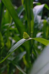 Gonepteryx rhamni sitting on the grass