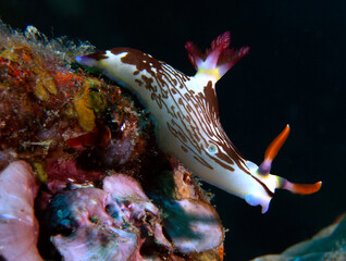 A Nembrotha Lineolata nudibranch crawling on a wreck Boracay Island Philippines