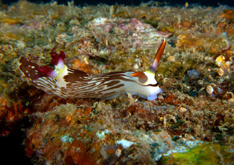 A Nembrotha Lineolata nudibranch crawling on a wreck Boracay Island Philippines