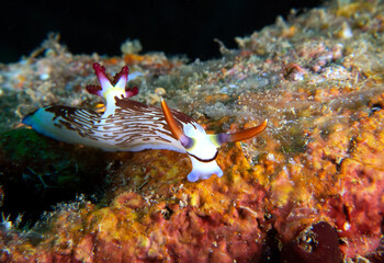 A Nembrotha Lineolata nudibranch crawling on a wreck Boracay Island Philippines