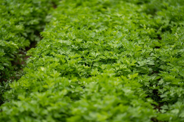 parsley culture