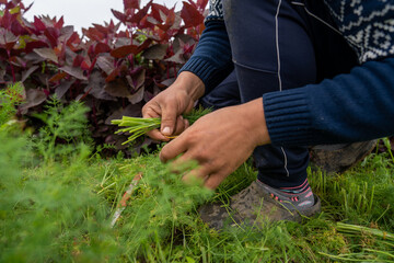 person working in garden