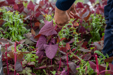 person picking up a plant