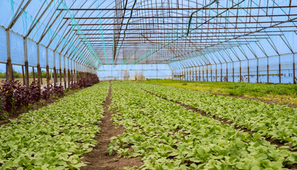 greenhouse with plants