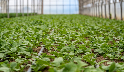 plants in a greenhouse