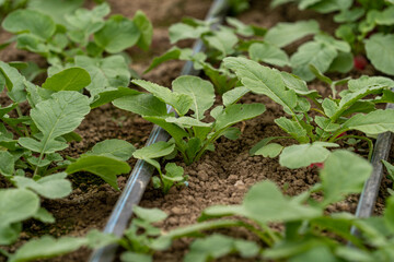 seedlings in a greenhouse