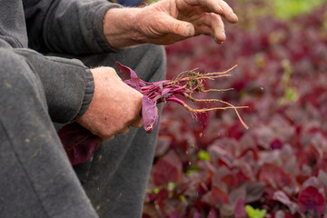 hands of a person holding a plant