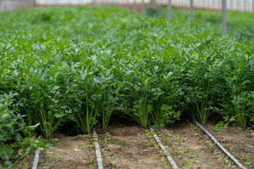 rows of parsley