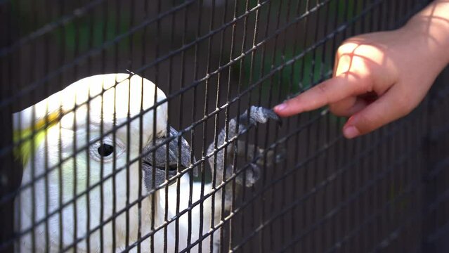 Beautiful sulphur-crested cockatoo, cacatua galerita with yellow crest cling on to the cage with a child extending its hand to touch its feet in wildlife sanctuary, close up shot.