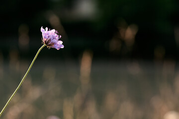 Éclats de violet sauvage, proxy de fleurs violettes dans la nature