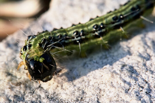 Macro d'une chenille de la pyrale du buis &agrave; l'heure dor&eacute;e