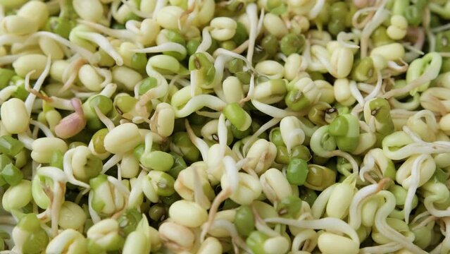 Sprouted Mung beans as background, superfood concept. rotating video