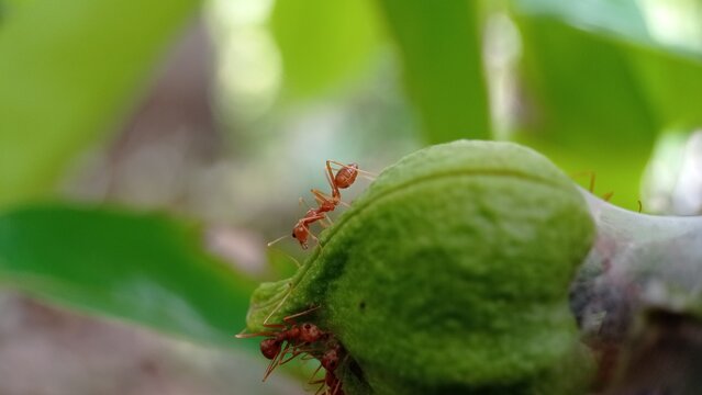Asian weaver ants, scientifically known as Oecophylla smaragdina, are fascinating and highly social insects found in various parts of Asia, particularly in tropical and subtropical regions. 