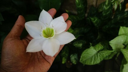 White flower in hands. Natural health and beauty. Top view