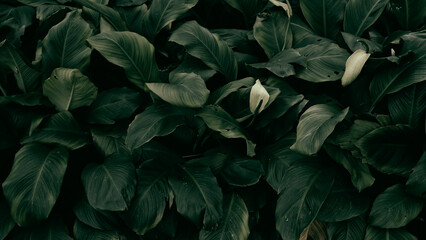 Fototapeta na wymiar tropical leaf background, dark green color toned