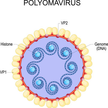 Polyomavirus. Anatomy of virion.