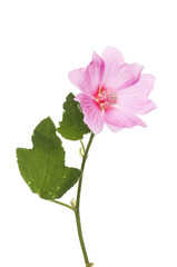 Lavatera flower and foliage