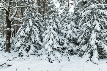 Zima w iglastym lesie. Młode niskie świerki mają ugięte gałęzie pod ciężarem grubej warstwy śniegu.