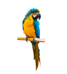 macaw parrot parakeet perching on isolate on transparent background PNG file © sarayut_sy