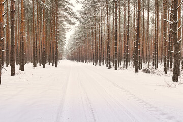 Wysoki, sosnowy las, zimą. Ziemię i gałęzie drzew pokrywa warstwa śniegu. © boguslavus
