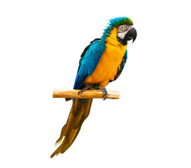 macaw parrot parakeet perching on isolate on transparent background PNG file