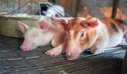 A portrait of a cute small piglet cute newborn flop on the pig farm with other piglets.Pig Breeding...