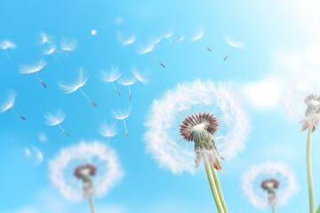 Nature flower dandelion sky plant
