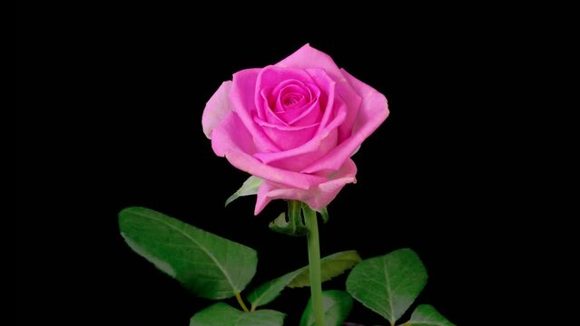 Rose Blossoms. Beautiful Time Lapse of Opening Pink Rose Flowers on Black Background. 4K.