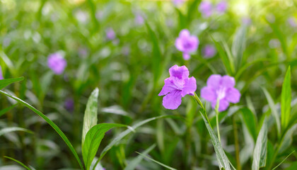 Purple Ruellia tuberosa flower beautiful blooming flower green leaf background. Spring growing purple Britton's Wild Petunia flowers and nature comes alive
