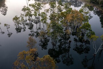 reflection of trees in water