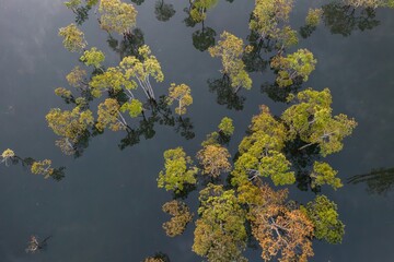 autumn leaves on the water