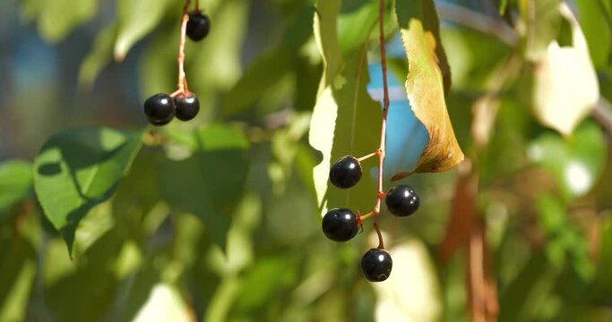 Black ripe bird cherry fruits. Prunus padus, known as bird cherry, hackberry, hagberry, or Mayday tree, is a flowering plant in rose family
