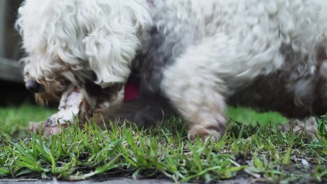 perro caniche blanco comiendo un hueso con carne